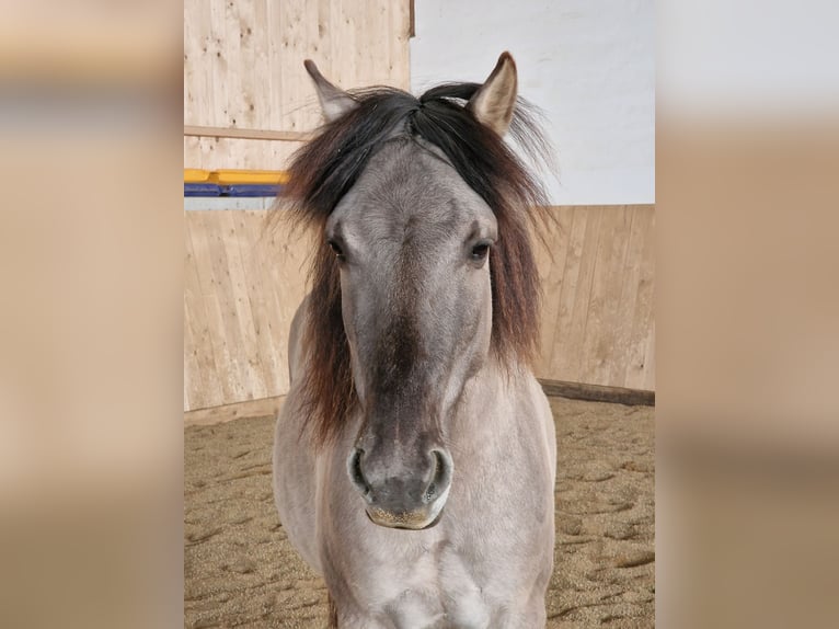 Konik Wallach 7 Jahre 140 cm Falbe in Falkenstein