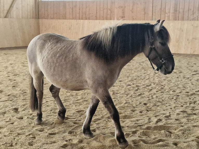 Konik Wallach 7 Jahre 140 cm Falbe in Falkenstein