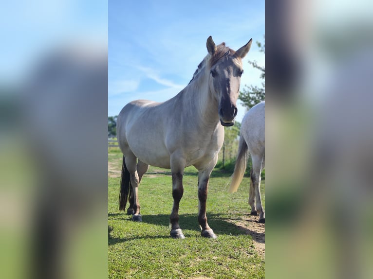 Konik Wallach 7 Jahre 142 cm Falbe in Wriezen