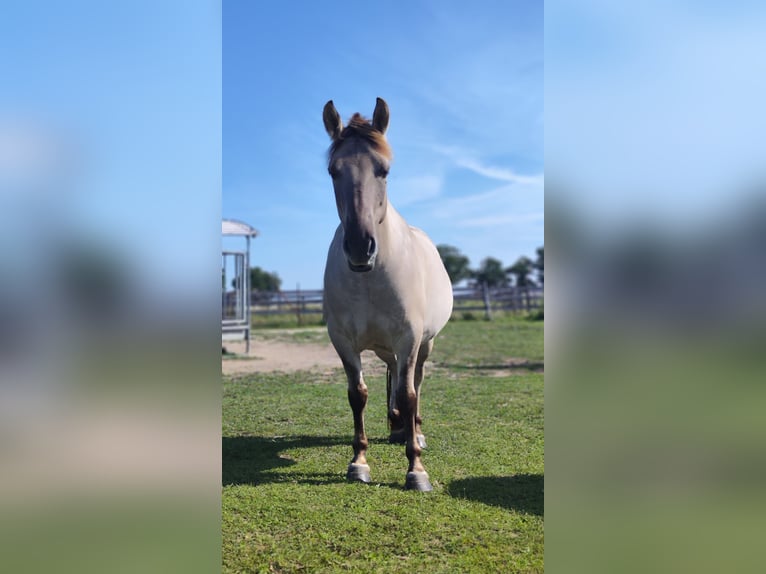 Konik Wallach 7 Jahre 142 cm Falbe in Wriezen