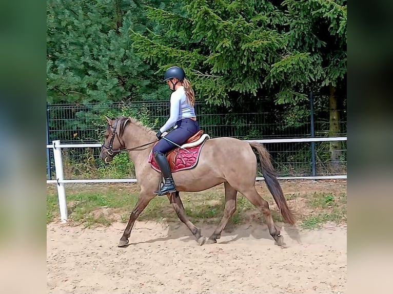 Konik Wallach 7 Jahre 143 cm Falbe in Forst