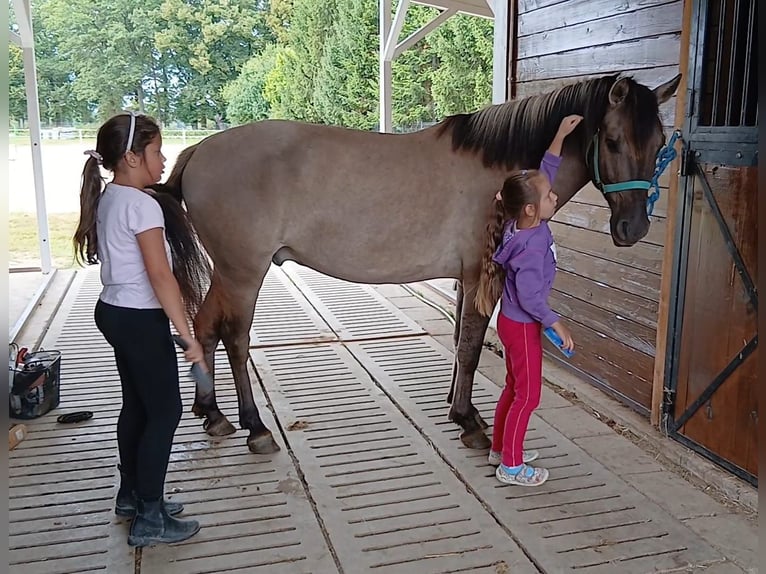 Konik Wallach 7 Jahre 143 cm Falbe in Forst