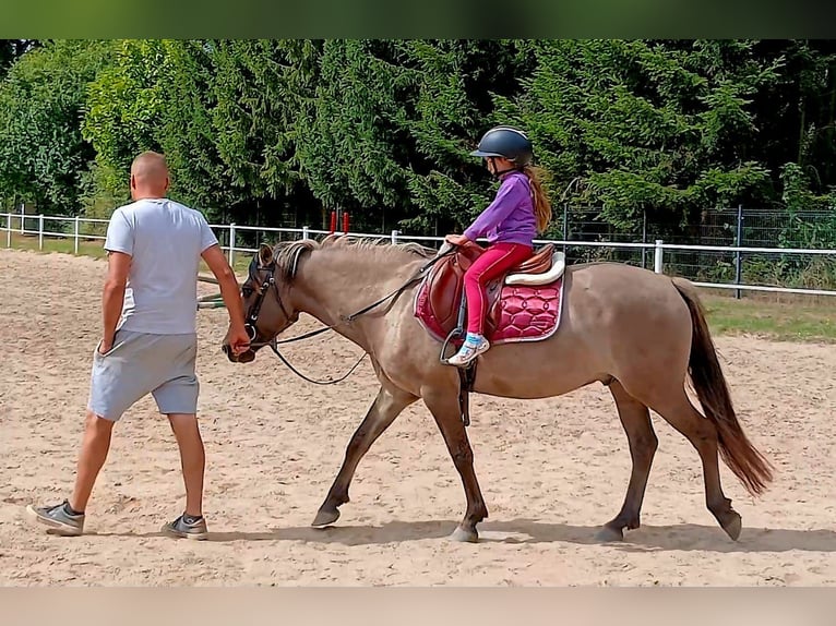 Konik Wallach 7 Jahre 143 cm Falbe in Forst