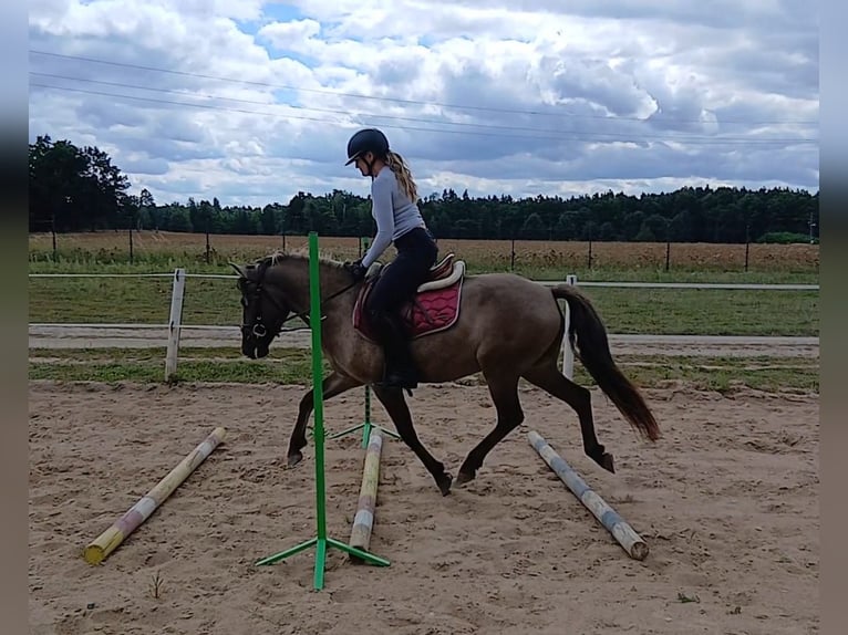 Konik Wallach 7 Jahre 143 cm Falbe in Forst