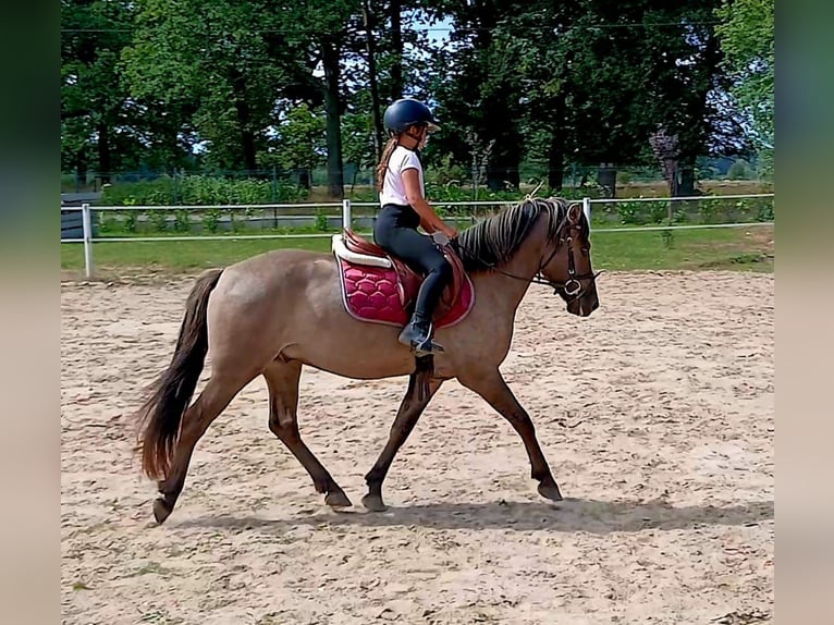 Konik Wallach 7 Jahre 143 cm Falbe in Forst