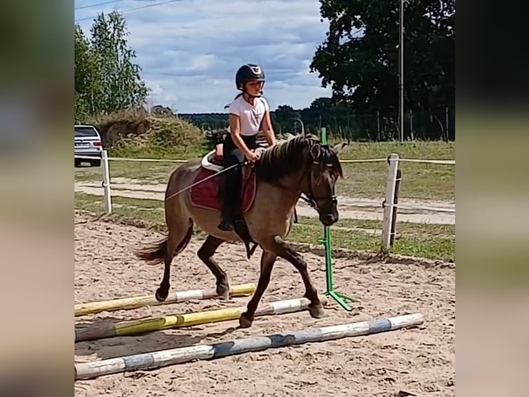 Konik Wallach 7 Jahre 143 cm Falbe in Forst