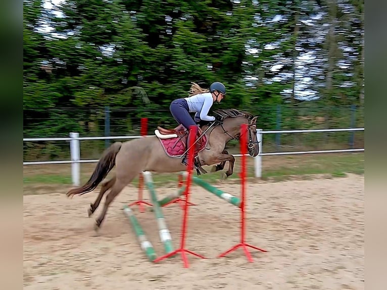 Konik Wallach 7 Jahre 143 cm Falbe in Forst