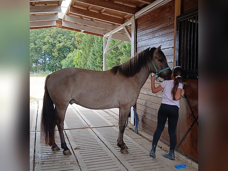 Konik Wallach 7 Jahre 143 cm Falbe in Forst
