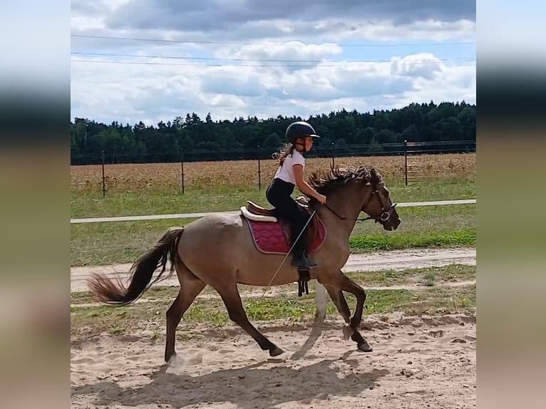 Konik Wallach 7 Jahre 143 cm Falbe in Forst