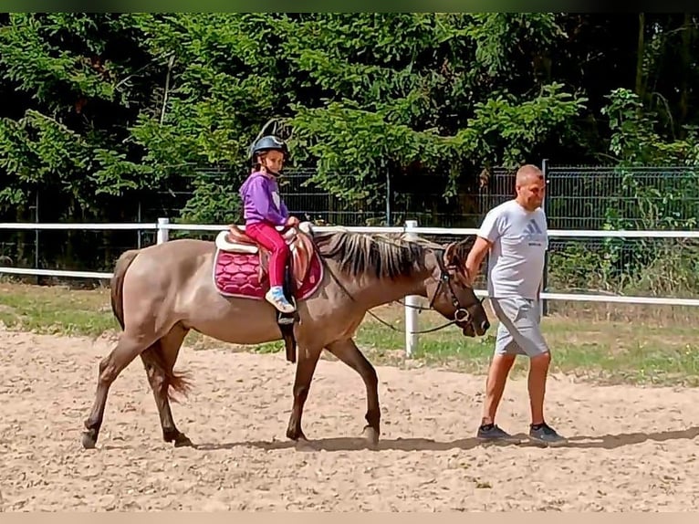 Konik Wallach 7 Jahre 143 cm Falbe in Forst