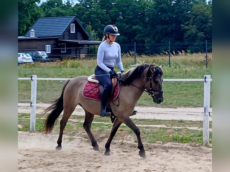 Konik Wallach 7 Jahre 143 cm Falbe in Forst