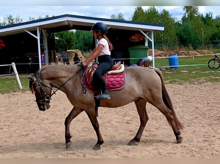 Konik Wallach 7 Jahre 143 cm Falbe in Forst