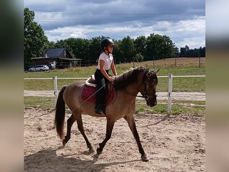Konik Wallach 7 Jahre 143 cm Falbe in Forst