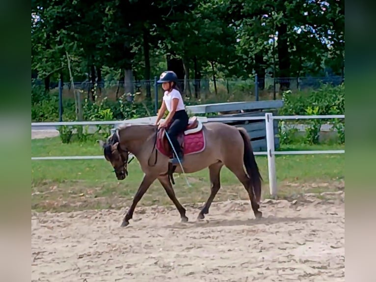 Konik Wallach 7 Jahre 143 cm Falbe in Forst