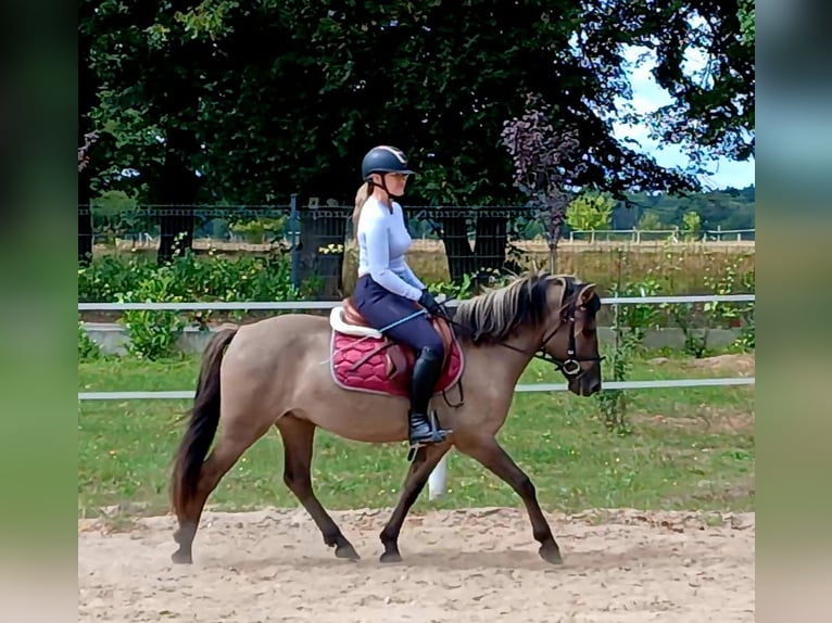 Konik Wallach 7 Jahre 143 cm Falbe in Forst