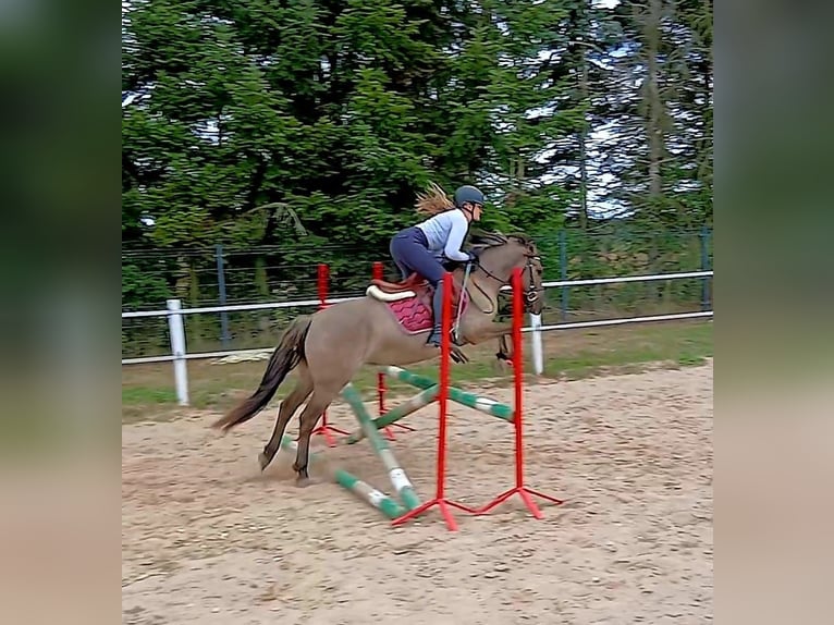 Konik Wallach 7 Jahre 143 cm Falbe in Forst