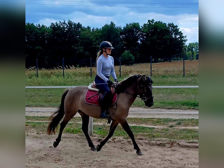 Konik Wallach 7 Jahre 143 cm Falbe in Forst