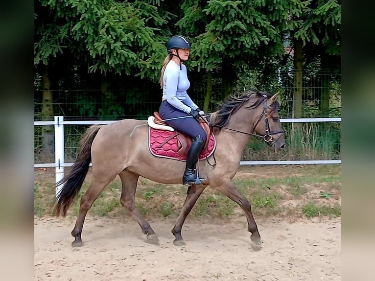 Konik Wallach 7 Jahre 143 cm Falbe in Forst