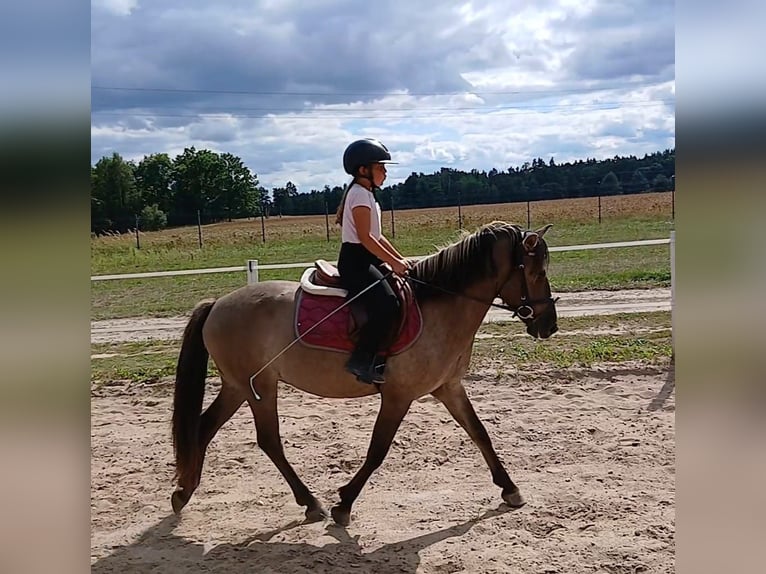 Konik Wallach 7 Jahre 143 cm Falbe in Forst