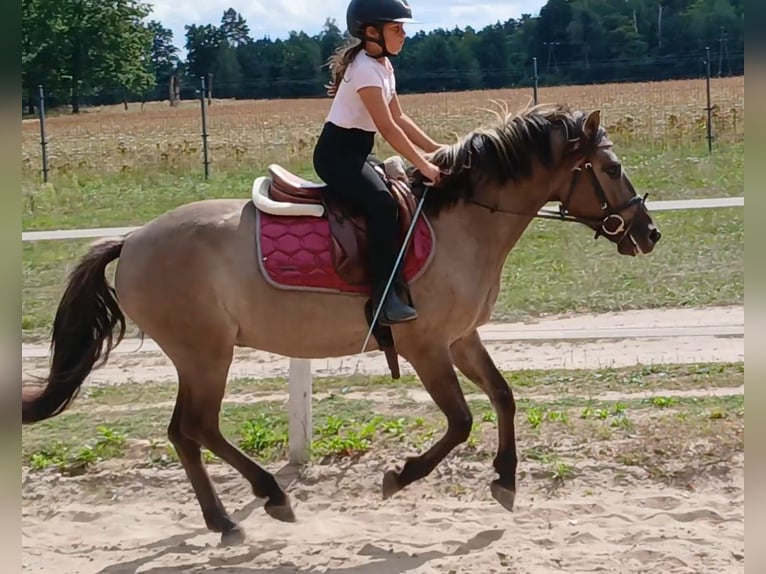 Konik Wallach 7 Jahre 143 cm Falbe in Forst