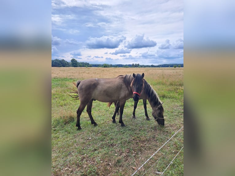 Konik Wallach 7 Jahre 144 cm Falbe in Forst