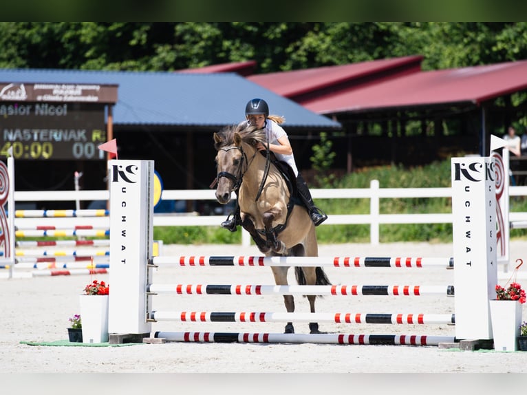 Konik Wallach 7 Jahre 148 cm in Pilzno