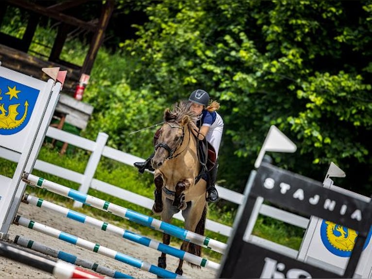 Konik Wallach 7 Jahre 148 cm in Pilzno