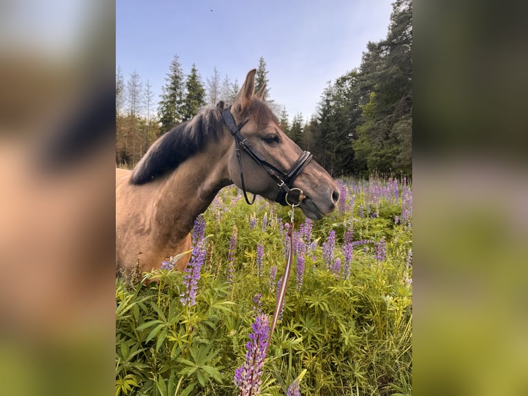 Konik Wallach 7 Jahre 148 cm in Pilzno