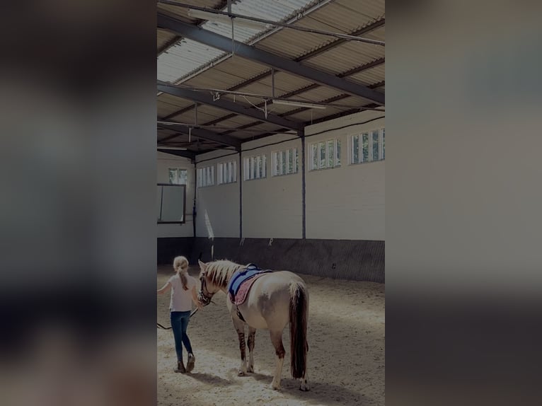 Konik Wallach 8 Jahre 127 cm Falbe in Schwanebeck