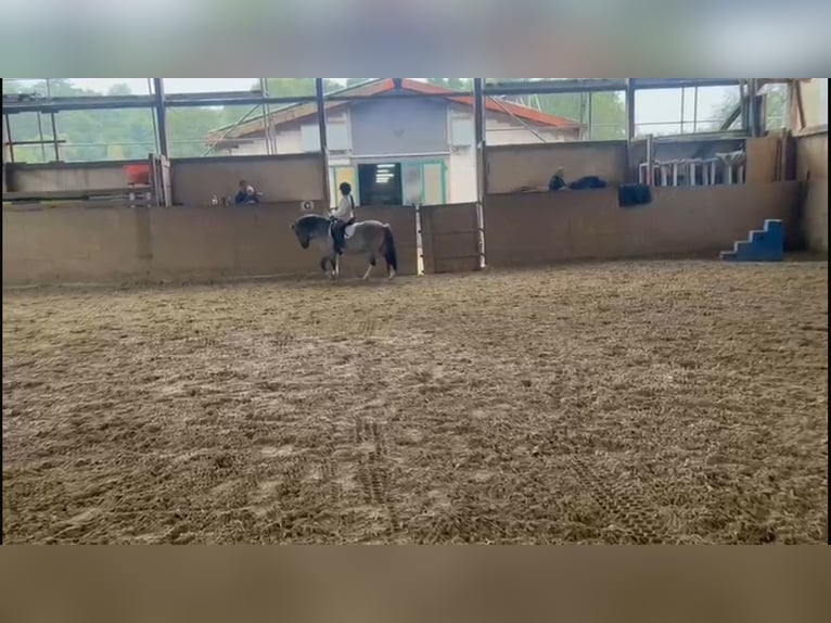 Konik Wallach 8 Jahre 127 cm Falbe in Schwanebeck