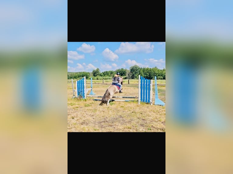 Konik Wallach 8 Jahre 127 cm Falbe in Schwanebeck