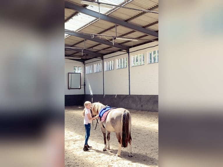 Konik Wallach 8 Jahre 127 cm Falbe in Schwanebeck