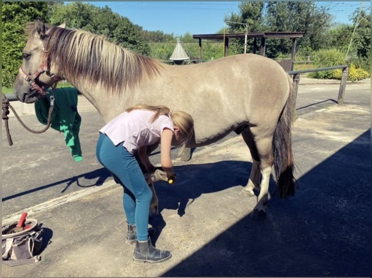 Konik Wallach 8 Jahre 127 cm Falbe in Schwanebeck
