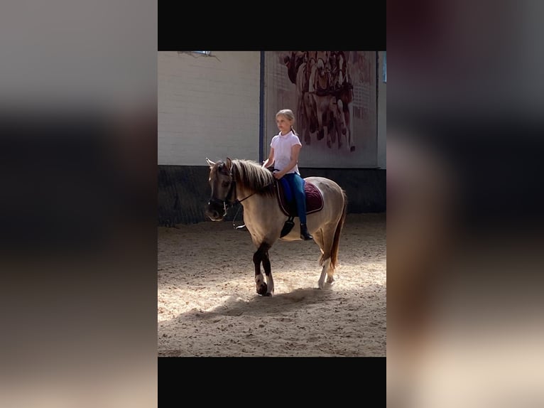 Konik Wallach 8 Jahre 127 cm Falbe in Schwanebeck