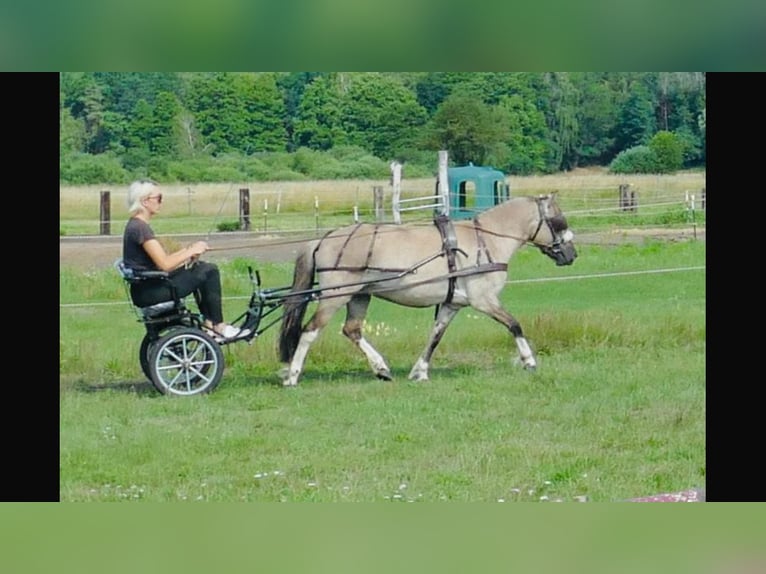 Konik Wallach 8 Jahre 127 cm Falbe in Schwanebeck