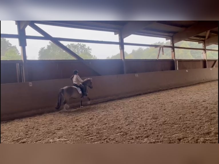 Konik Wallach 8 Jahre 127 cm Falbe in Schwanebeck