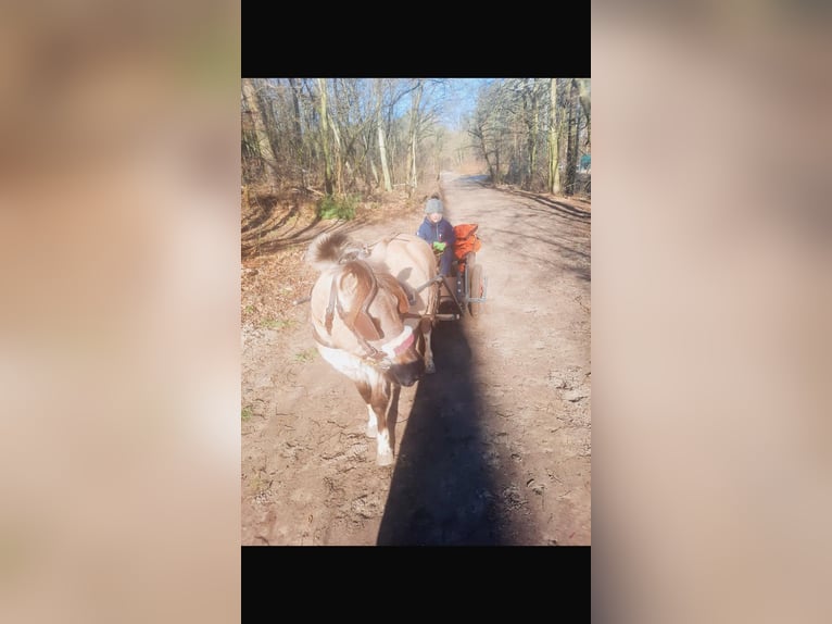 Konik Wallach 8 Jahre 127 cm Falbe in Schwanebeck