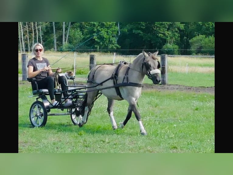 Konik Wallach 8 Jahre 127 cm Falbe in Schwanebeck