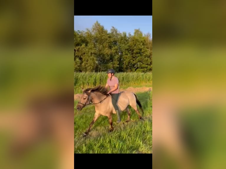 Konik Wallach 8 Jahre 140 cm Buckskin in Antwerpen