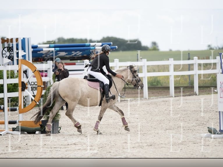 Konik Wallach 8 Jahre 141 cm in Bezrzecze