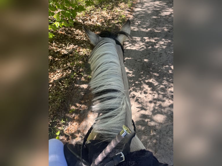 Konik Wallach 8 Jahre 141 cm in Bezrzecze