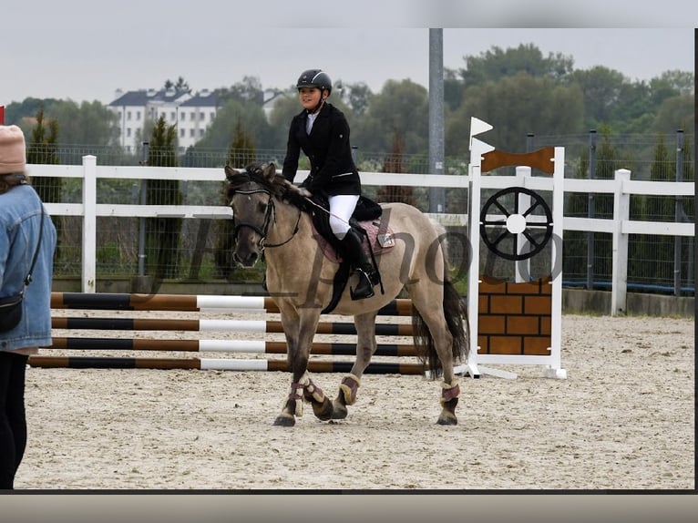 Konik Wallach 8 Jahre 141 cm in Bezrzecze