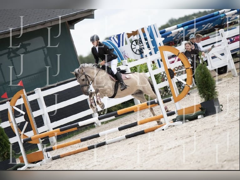 Konik Wallach 8 Jahre 141 cm in Bezrzecze
