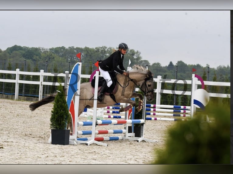 Konik Wallach 8 Jahre 141 cm in Bezrzecze