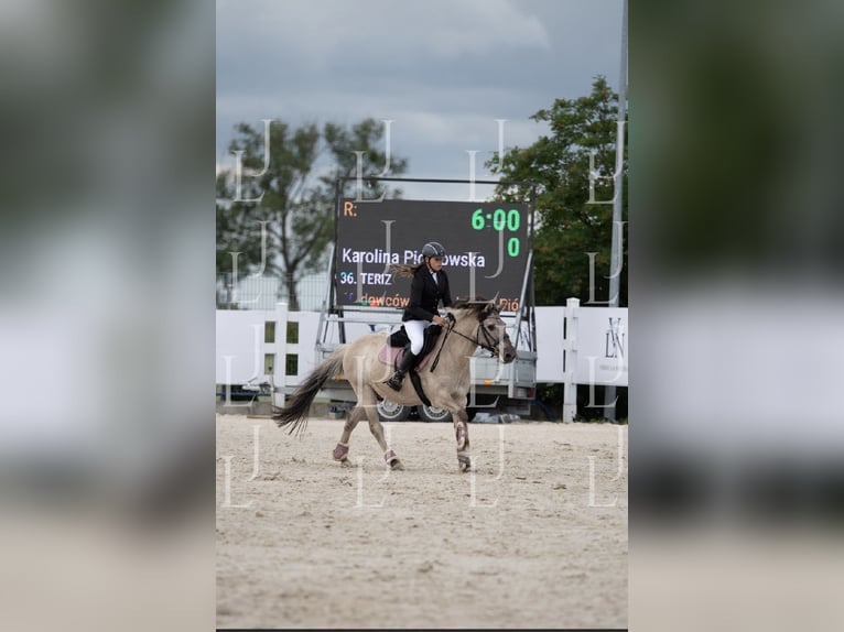 Konik Wallach 8 Jahre 141 cm in Bezrzecze