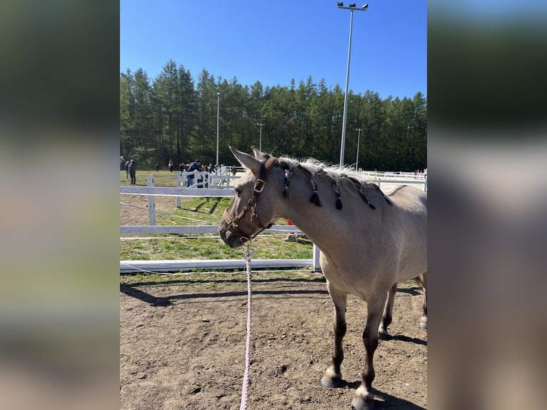 Konik Wallach 8 Jahre 141 cm in Bezrzecze