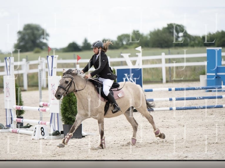 Konik Wallach 8 Jahre 141 cm in Bezrzecze