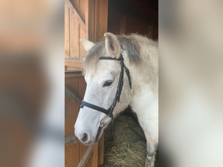 Konik Yegua 11 años 135 cm Tordo in W&#x119;dzina