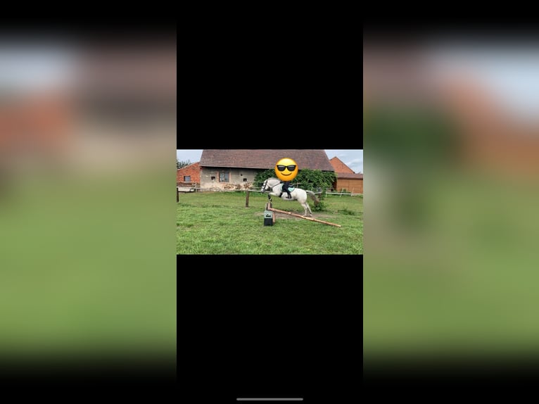 Konik Yegua 11 años 135 cm Tordo in W&#x119;dzina