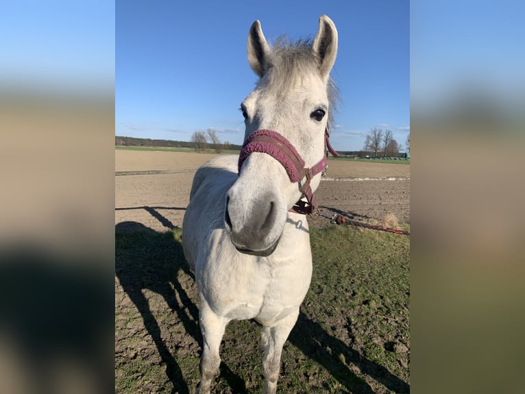 Konik Yegua 11 años 135 cm Tordo in W&#x119;dzina